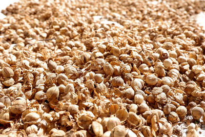 The cardamom crop of herbal plants which are being dried by farmers