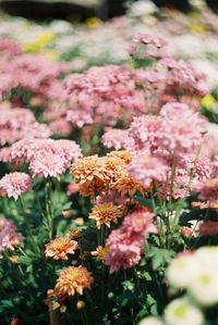 Close-up of pink flowering plants in park