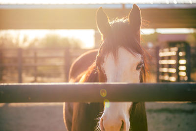 Close-up of horse standing by fence