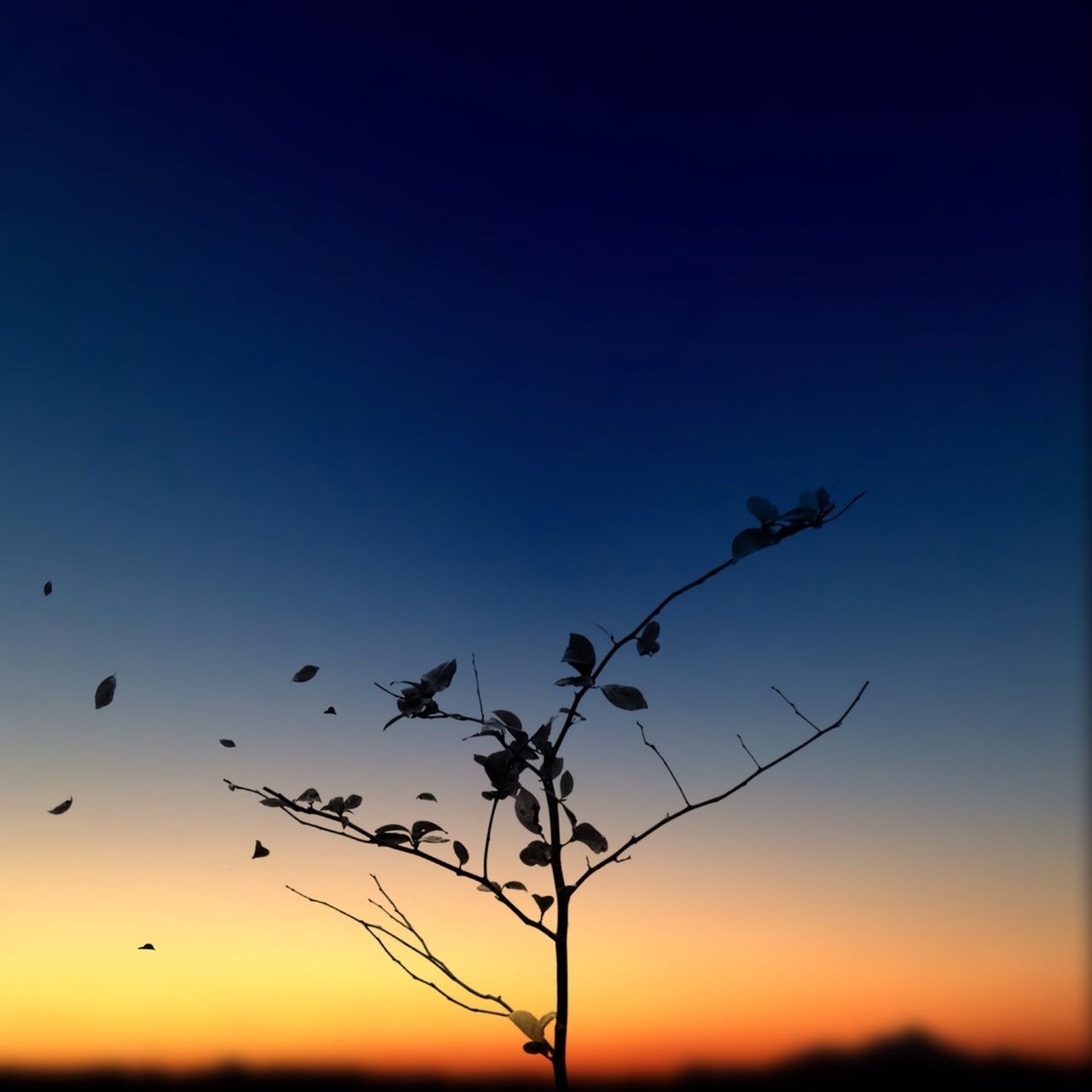 silhouette, sunset, clear sky, nature, tranquility, beauty in nature, scenics, tranquil scene, growth, orange color, branch, low angle view, copy space, tree, sky, blue, plant, outdoors, idyllic, bare tree