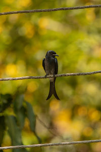 Close-up of bird perching on twig