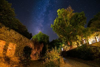 Trees against sky at night