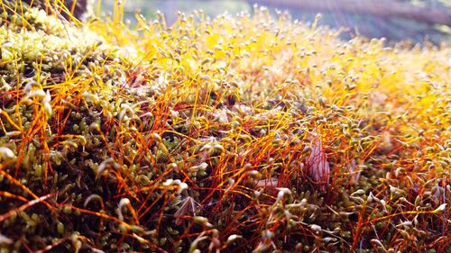 Close-up of yellow flowers growing on field