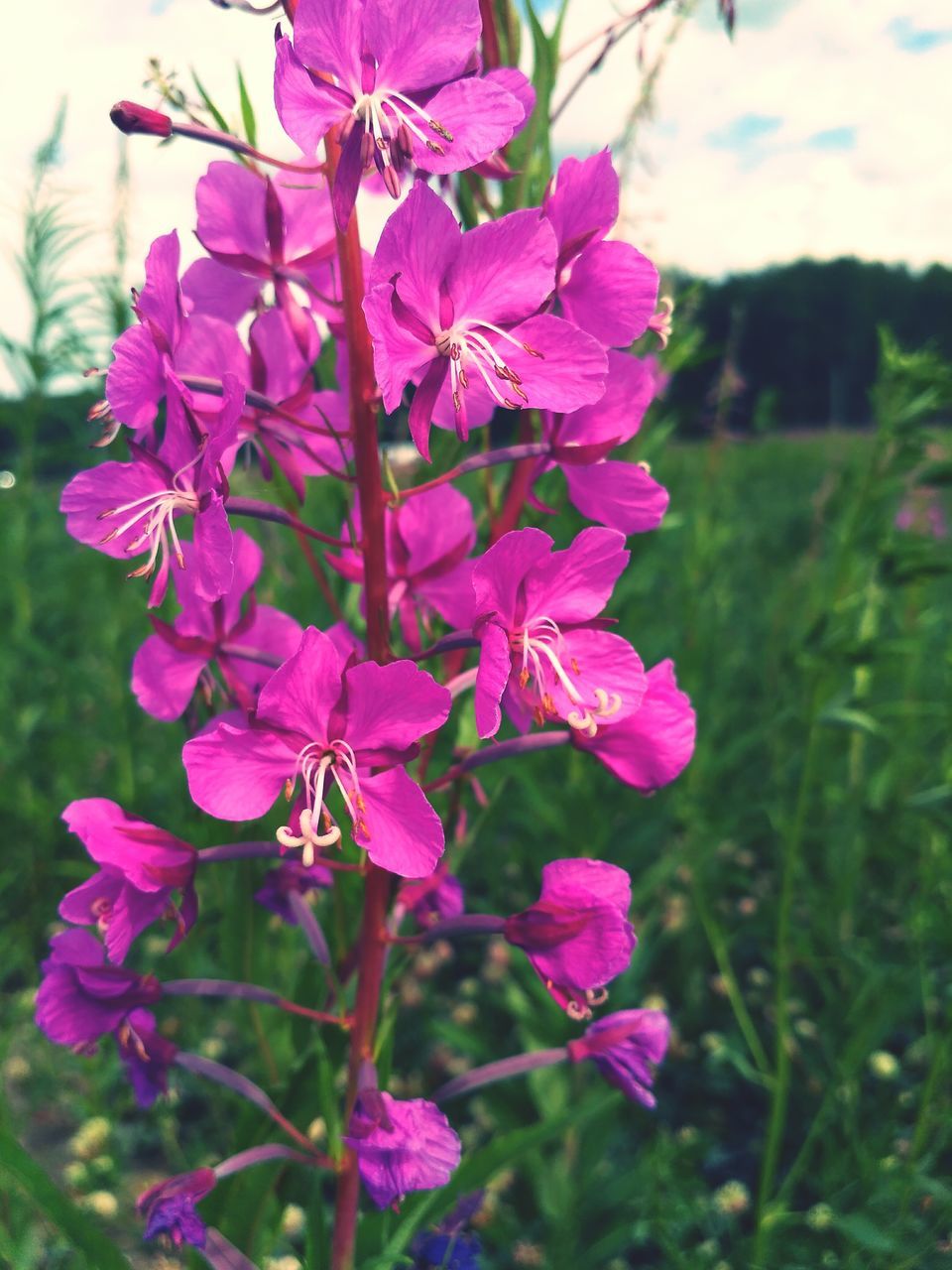 flower, freshness, growth, fragility, beauty in nature, focus on foreground, close-up, pink color, petal, nature, flower head, plant, blooming, purple, in bloom, field, day, outdoors, stem, no people