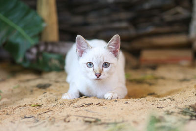 Close-up portrait of white cat