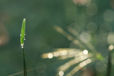 Close-up of water drops on plant