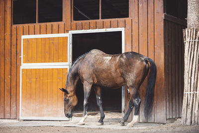 Horse standing in stable