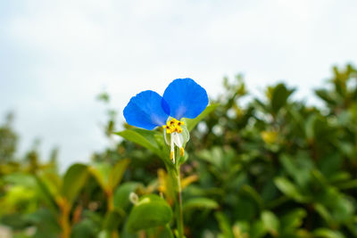 Close-up of insect on flower against blue sky