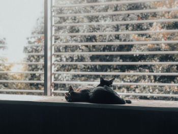 Cat sitting on a window