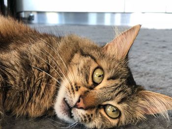 Close-up portrait of a cat