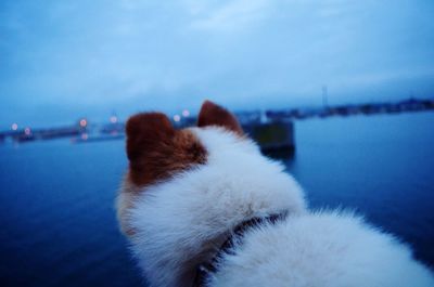 Close-up of cat by water against sky