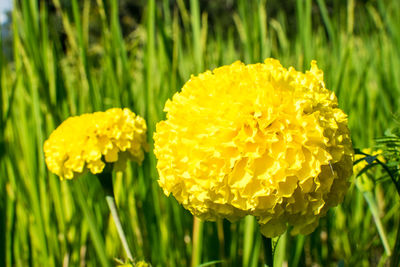 Close-up of yellow marigold flower