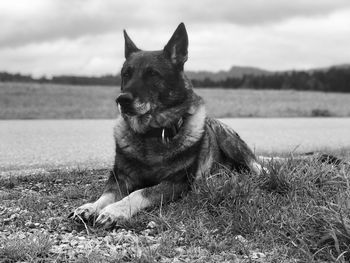 Majestic german shepherd