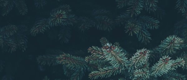 Banner with pine branches on dark copy space