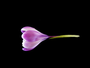 Close-up of flower over black background