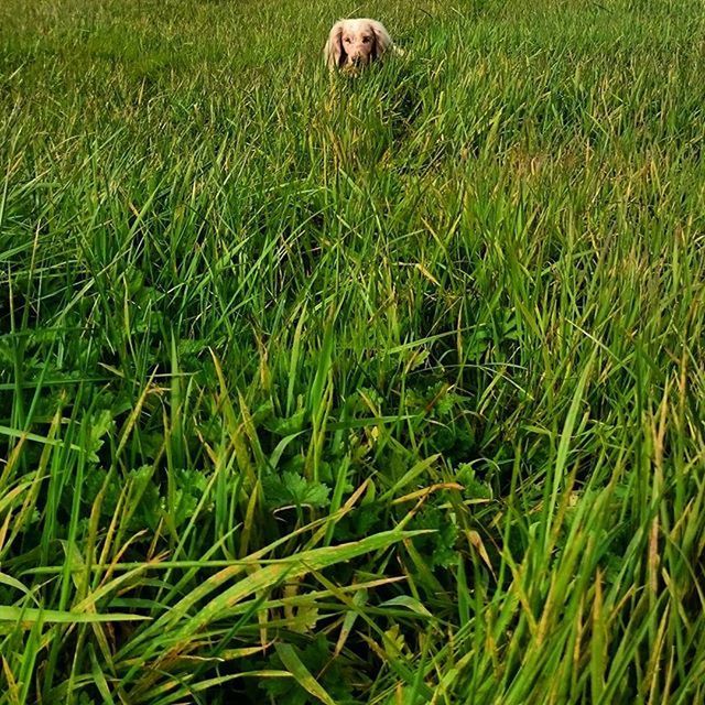 grass, animal themes, field, green color, grassy, growth, mammal, nature, domestic animals, high angle view, one animal, day, beauty in nature, no people, outdoors, landscape, green, plant, tranquility, rural scene