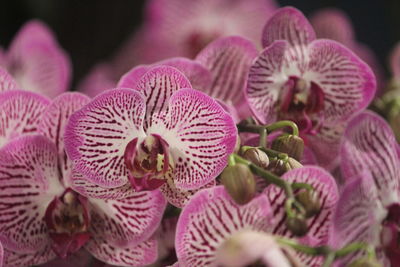 Phalaenopsis orchid shaped like butterflies