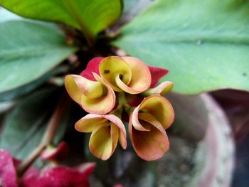 Close-up of yellow flowers