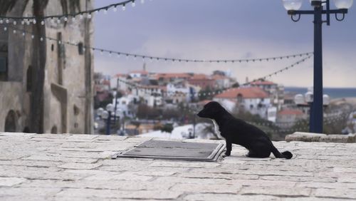 Dog sitting in a front of a building