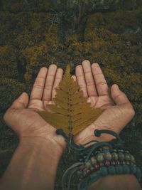 Close-up of hand holding lizard