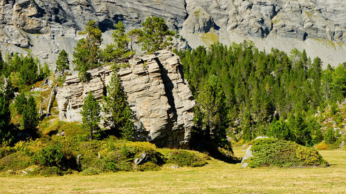 Plants growing on rocks