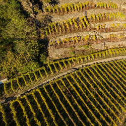 High angle view of vineyard