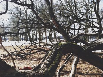 Bare trees against sky