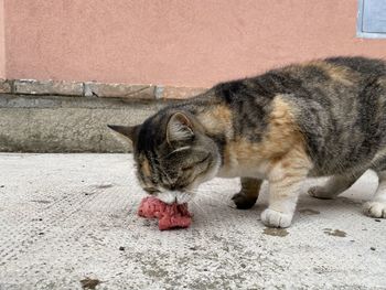 Close-up of cat resting on rock