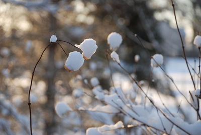 Close-up of white flowers blooming on branch