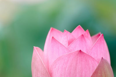 Close-up of pink water lily