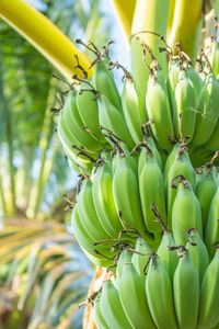 Low angle view of fruits on tree