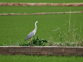 Bird perching on a field