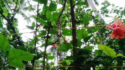 Low angle view of flower tree