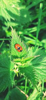 Close-up of insect on leaf