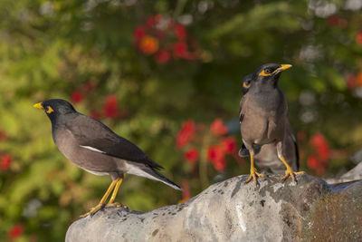 Bird perching on rock