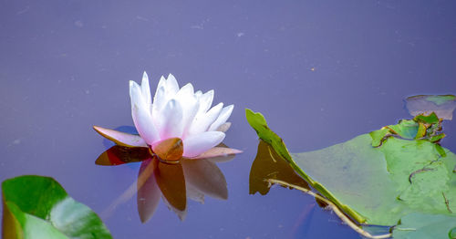 Close-up of water lily in lake