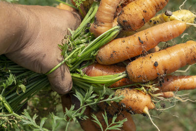 High angle view of vegetables on plant