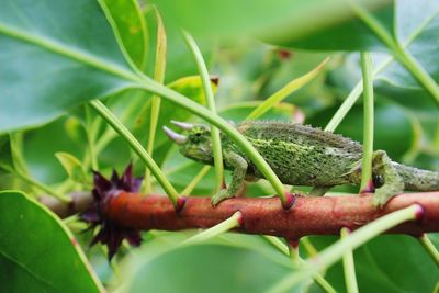 Close-up of caterpillar on plant