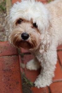 Close-up portrait of white dog