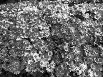 Full frame shot of flowers