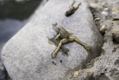 Close-up of lizard on rock