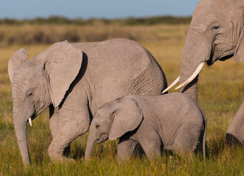 The african bush elephant