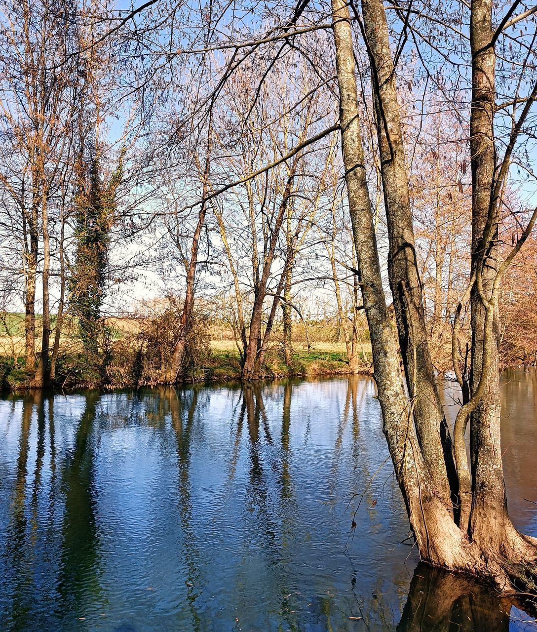 SCENIC VIEW OF LAKE BY TREES IN FOREST