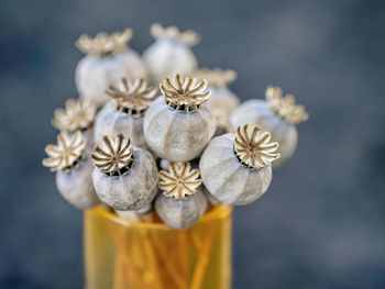 Poppy seed capsule