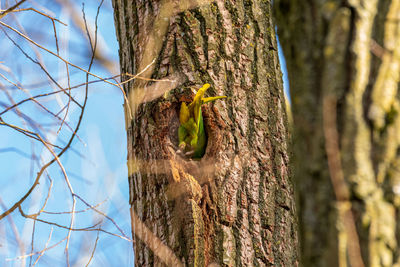 Low angle view of bird perching on tree