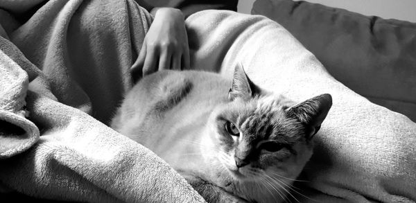 High angle view of cat resting on sofa