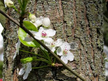 Close-up of white flowers