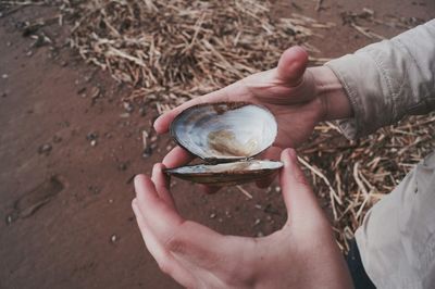 Cropped hands holding oyster shell at beach