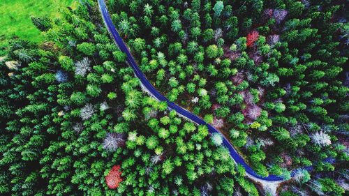 Aerial view of winding road amidst trees in forest