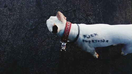 Dog standing outdoors